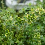 Thymus Lemon Variegated (Thymus Citridorus aureus)