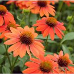 Echinacea ‘Lakota Orange’ – coneflower