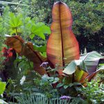 Ensete ventricosum ‘Maurelii’
