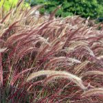 Pennisetum Setaceum ‘Rubrum’ – Purple Fountain Grass