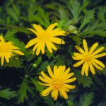 Euryops Sonnenschein Yellow