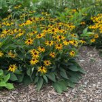 Rudbeckia fulgida ‘Little Goldstar – Black-eyed susan