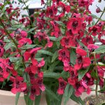 Angelonia Archangel Cherry Red