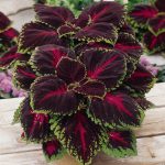 Coleus Kong Red