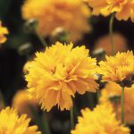 Coreopsis grand. ‘Early Sunrise’