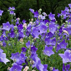 Platycodon Twinkle Blue
