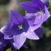 Platycodon Twinkle Blue