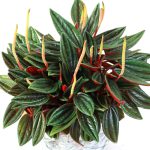 Peperomia Caperata Rosso