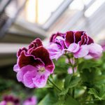 Pelargonium Grandiflorum Purple