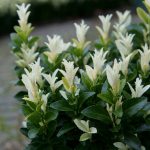 Euonymus Japonicus Paloma Blanca
