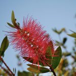 Callistemon Laevis – Crimson bottlebrush