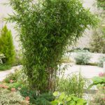 Fargesia nitida ‘Black Pearl’