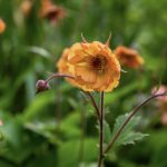 Geum Coccineum Totally Tangerine