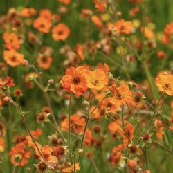 Geum Coccineum Totally Tangerine