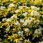 Choisya Ternata Sundance – Mexican orange blossom