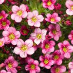 Saxifraga Alpino Pink