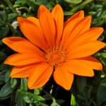 Gazania Orange