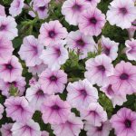 Petunia hybrida – Petunia Trailing Pink Vein