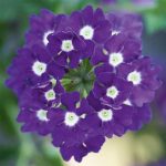 Verbena Trailing Blue