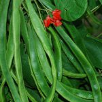 Runner Bean Enorma