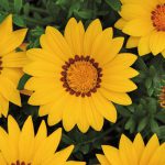 Gazania Yellow