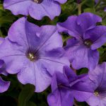 Heavenly Blue trailing petunia – Surfinia Heavenly Blue