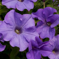Heavenly Blue trailing petunia – Surfinia Heavenly Blue