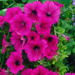 Trailing Hot Pink Petuna – SurFina Hot Pink