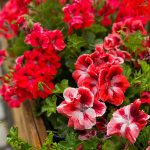 Red pelargonium – Pelargonium grandiflorum Red