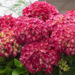 Hydrangea macrophylla ‘Red’ – Red mophead hydrangea