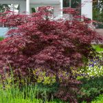 Red Japanese maple – Acer palmatum dissectum ’Garnet’