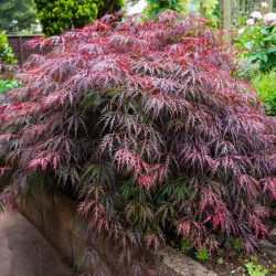 Red Japanese maple – Acer palmatum dissectum ’Garnet’