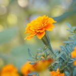 Orange French marigold – Tagetes patula