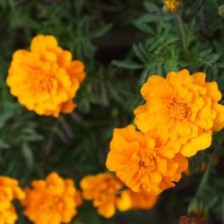 Marigold French Orange