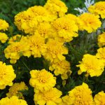 Yellow French marigold – Tagetes patula