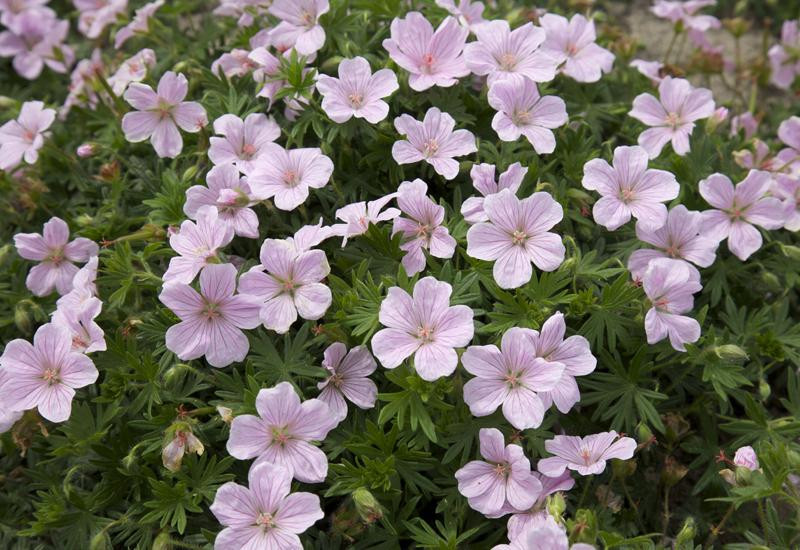 ‘Pink Pouffe’ hardy geranium – Geranium sanguineum ‘Pink Pouffe’ - Image 3