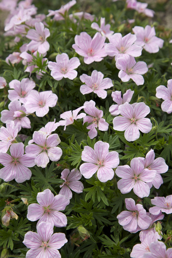 ‘Pink Pouffe’ hardy geranium – Geranium sanguineum ‘Pink Pouffe’ - Image 4