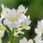 Nemesia Vanilla