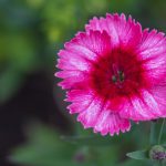 Dianthus chinensis ‘Raspberry Parfait