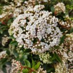 Viburnum Tinus Spirit