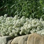 Alyssum – White