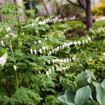 Dicentra/Lamprocapnos spectabilis ‘Alba’ – White bleeding heart