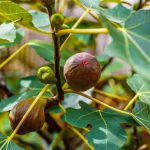 Ficus carica Brown Turkey