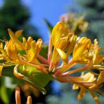 Lonicera henryi ‘Copper Beauty’ – climbing honeysuckle