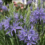Camassia leichtlinii ‘Maybelle’
