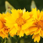 Coreopsis grandiflora ‘Illico’ – Large-flowered tickseed