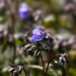 Polemonium ‘Heaven Scent’ – Jacob’s ladder