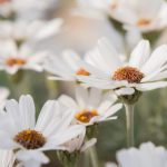 Rhodanthemum ‘Casablanca’ – Atlas daisy