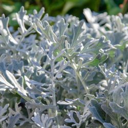 Cineraria ‘Silver Dust’ – silver leaf