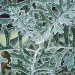 Cineraria ‘Silver Dust’ – silver leaf